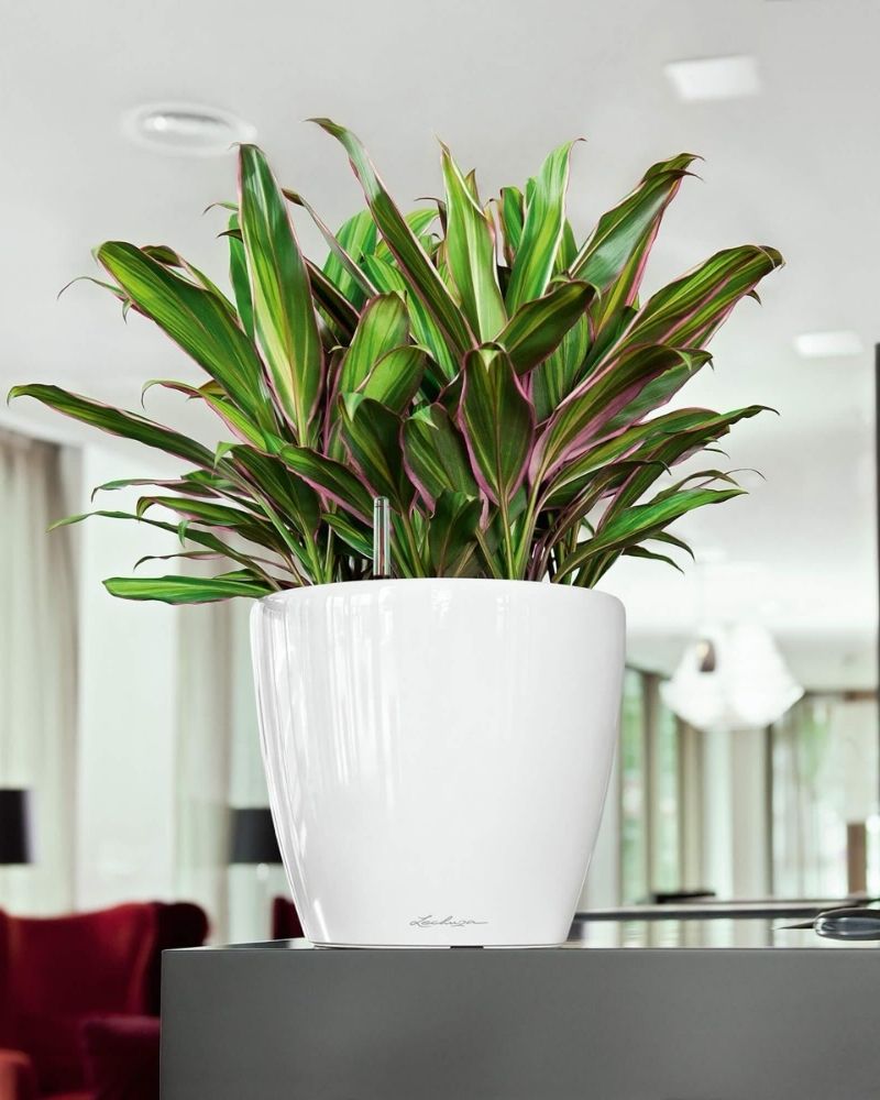 Catapult Nature accent detail