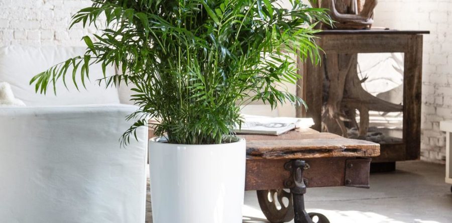 How Indoor Gardening Will Improve Your Mental Health