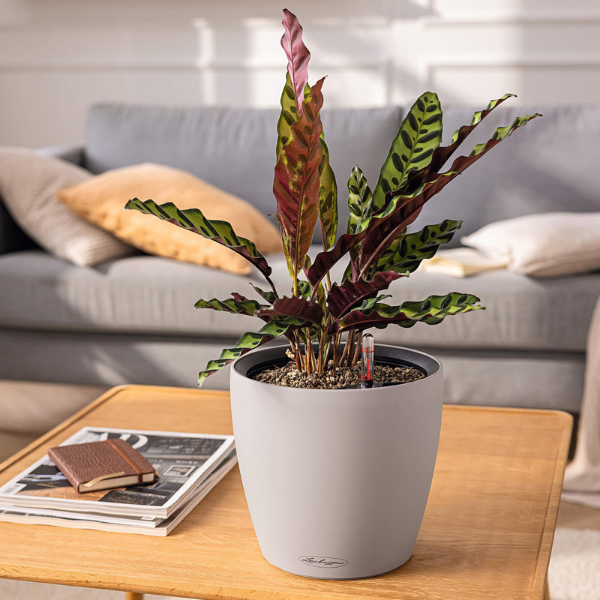 Catapult Nature accent detail