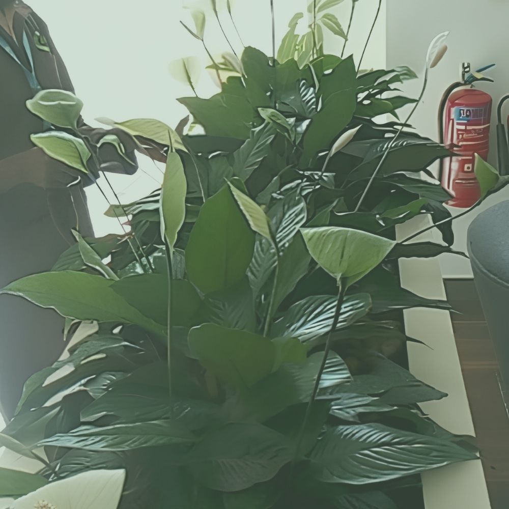 Plant Maintenance & Care